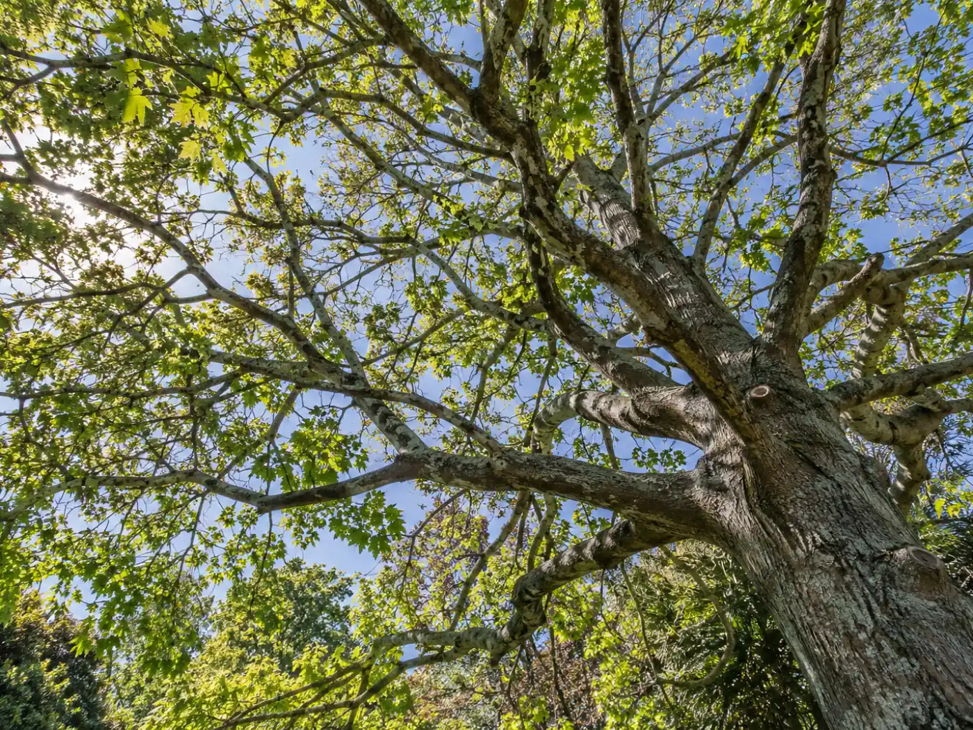 Looking up through a thinned canopy with daylight showing between the branches