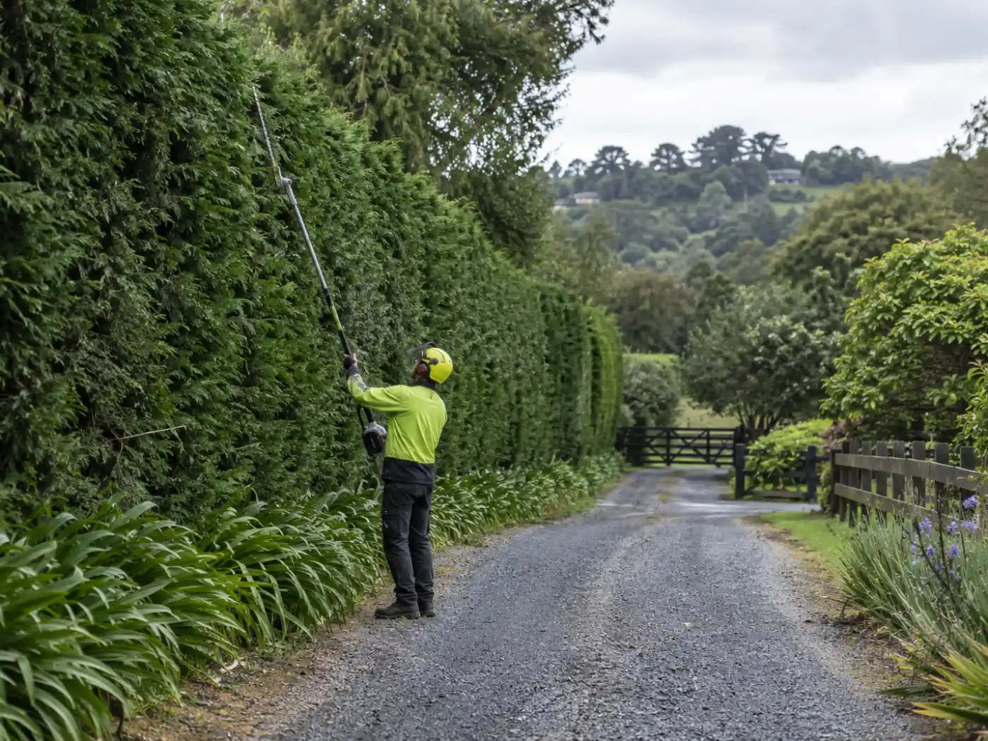 Operator in hi-vis using a long-reach trimmer along the top of a tall hedge
