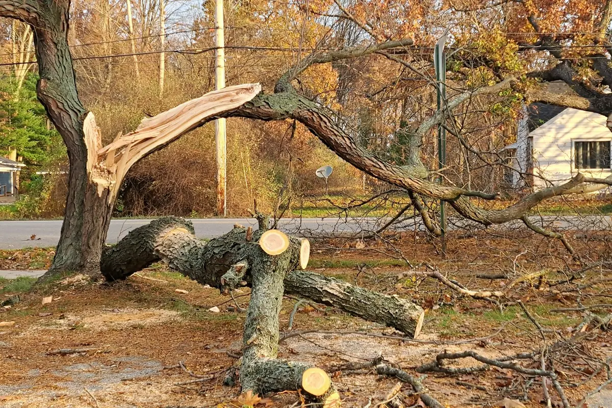 Storm-damaged tree snapped across a residential property in Auckland