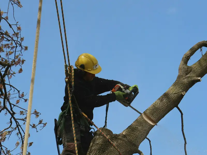 A One A Tree Care arborist working safely at height on an Auckland property