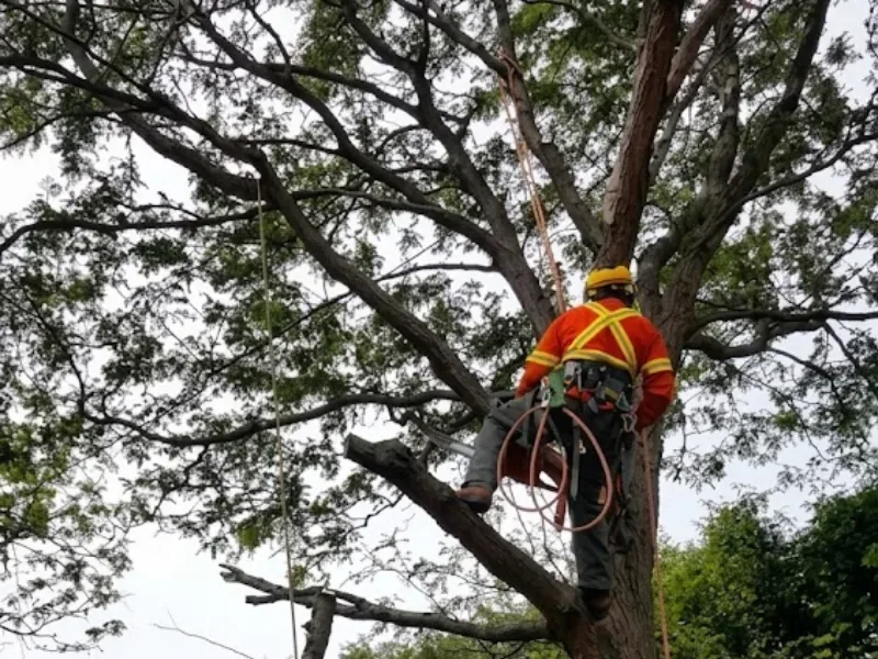 Structural pruning of a young tree to guide it into a stable framework