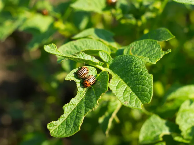 Close-up of diseased tree leaves showing fungal spotting and pest damage