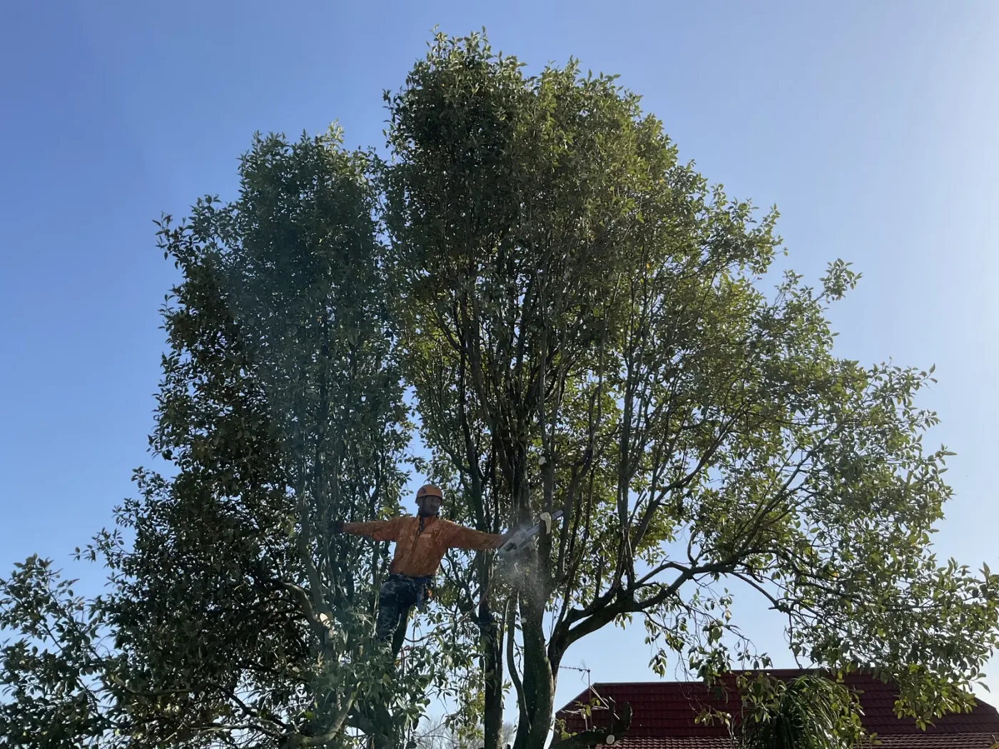 Site being cleared of structures and vegetation in Auckland