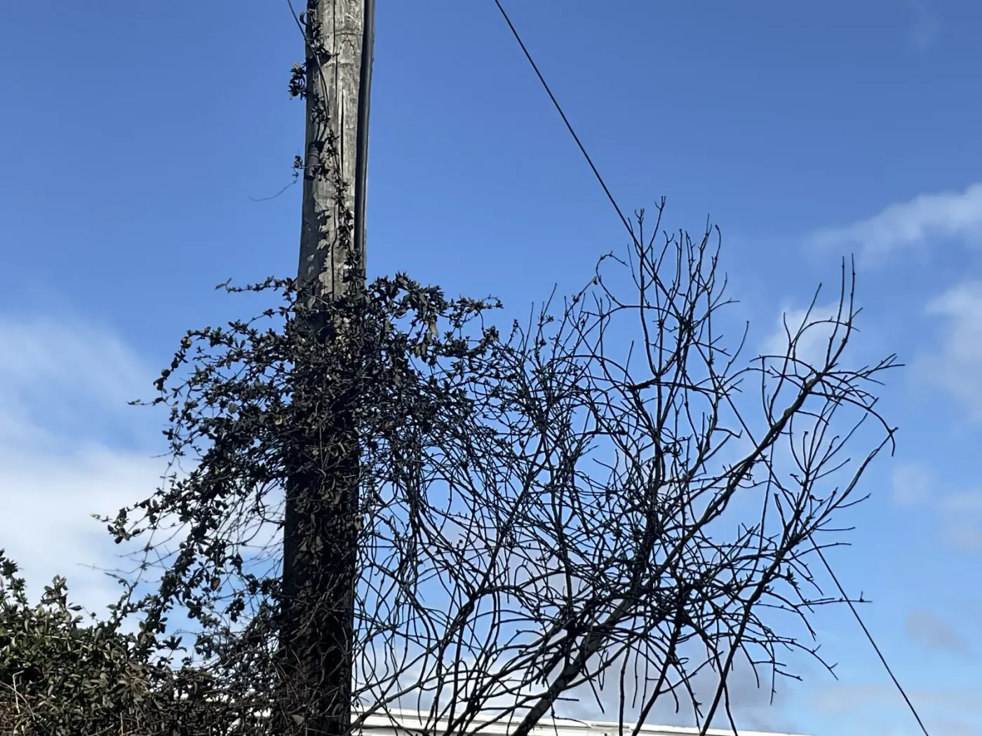 Arborist clearing a storm-damaged tree from an Auckland property at short notice