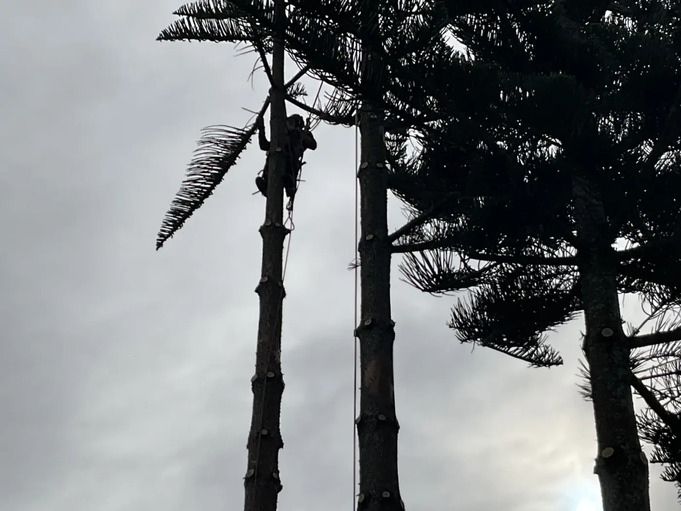 Hedge being removed including root extraction on an Auckland property