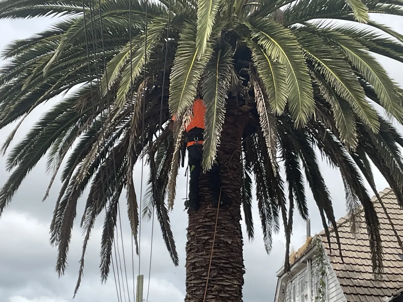 Tall leylandii conifer hedge being reduced in height in Auckland