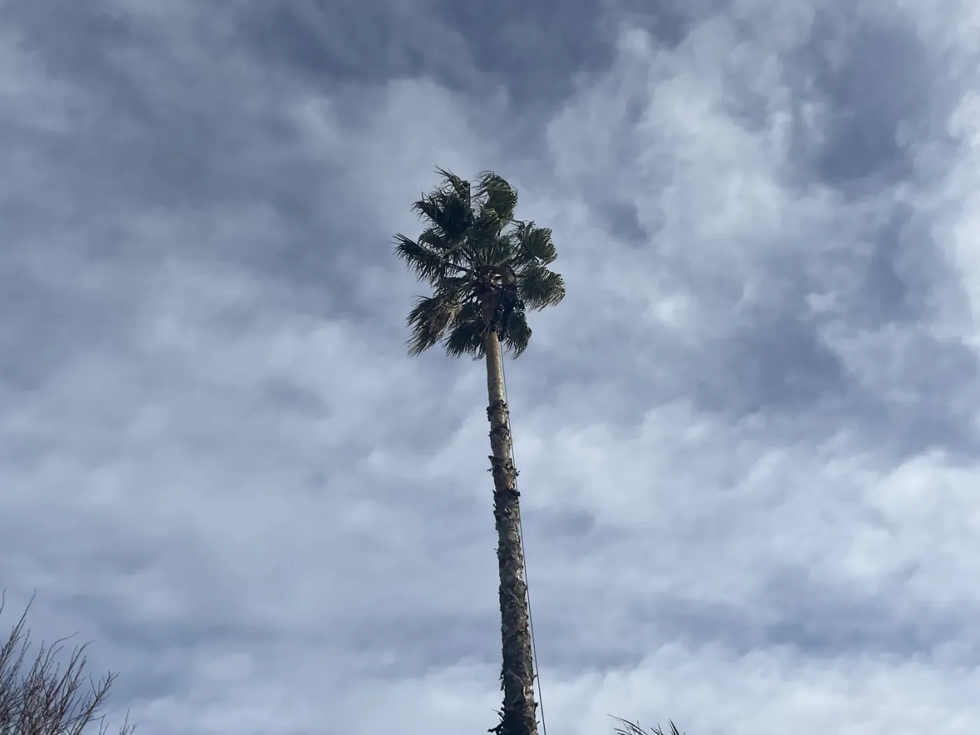 Palm tree being removed in sections by arborists in Auckland