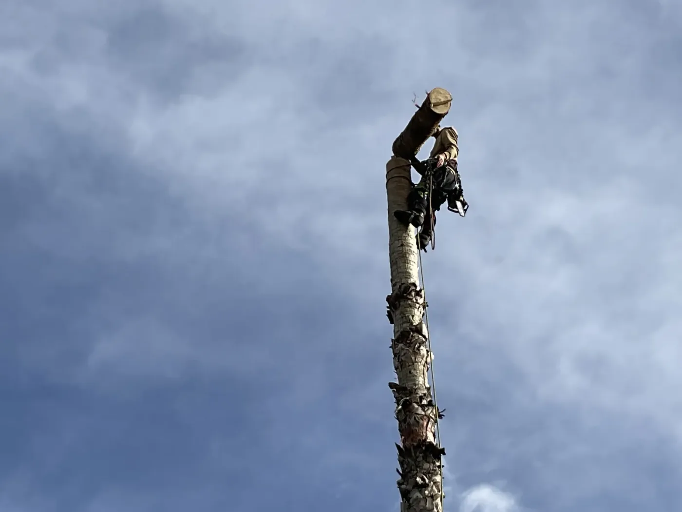 Frond maintenance — Dead fronds cleared before they drop on a driveway or path.