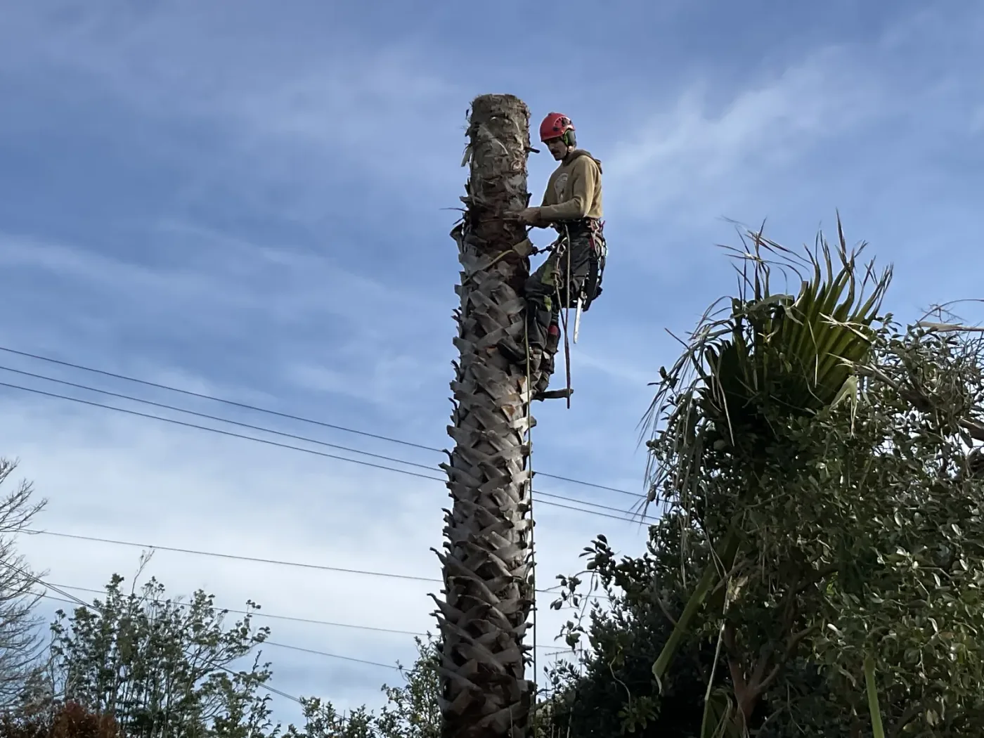 Tight access — Palm taken out beside a house with no room to fell.