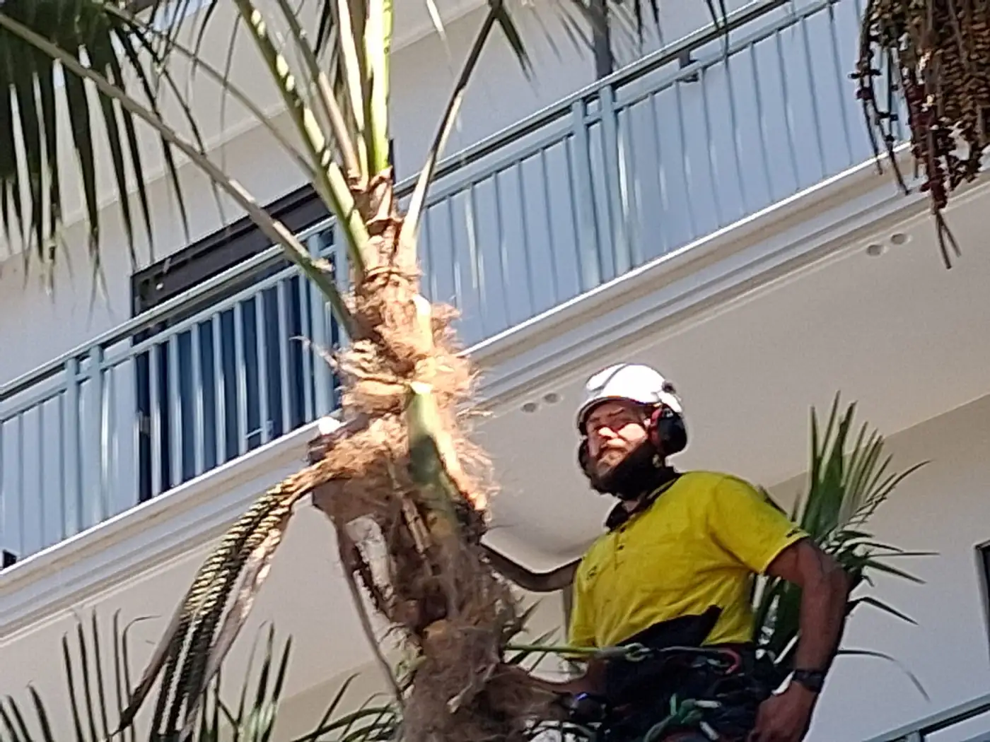 Arborist in helmet and ear defenders working at height in a palm beside a multi-storey apartment building