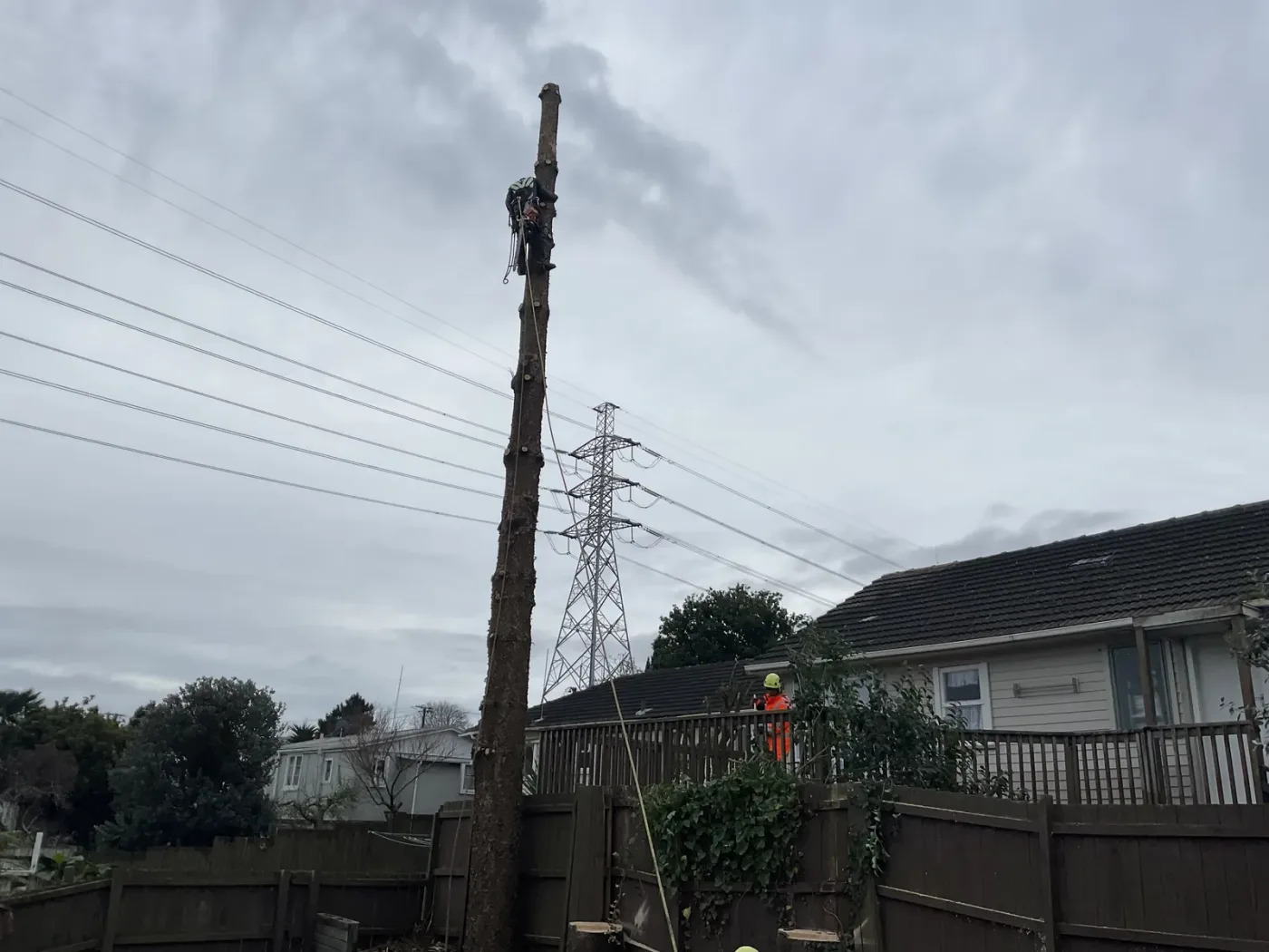 Stump grinder cutting a stump and surface roots below ground level in Auckland