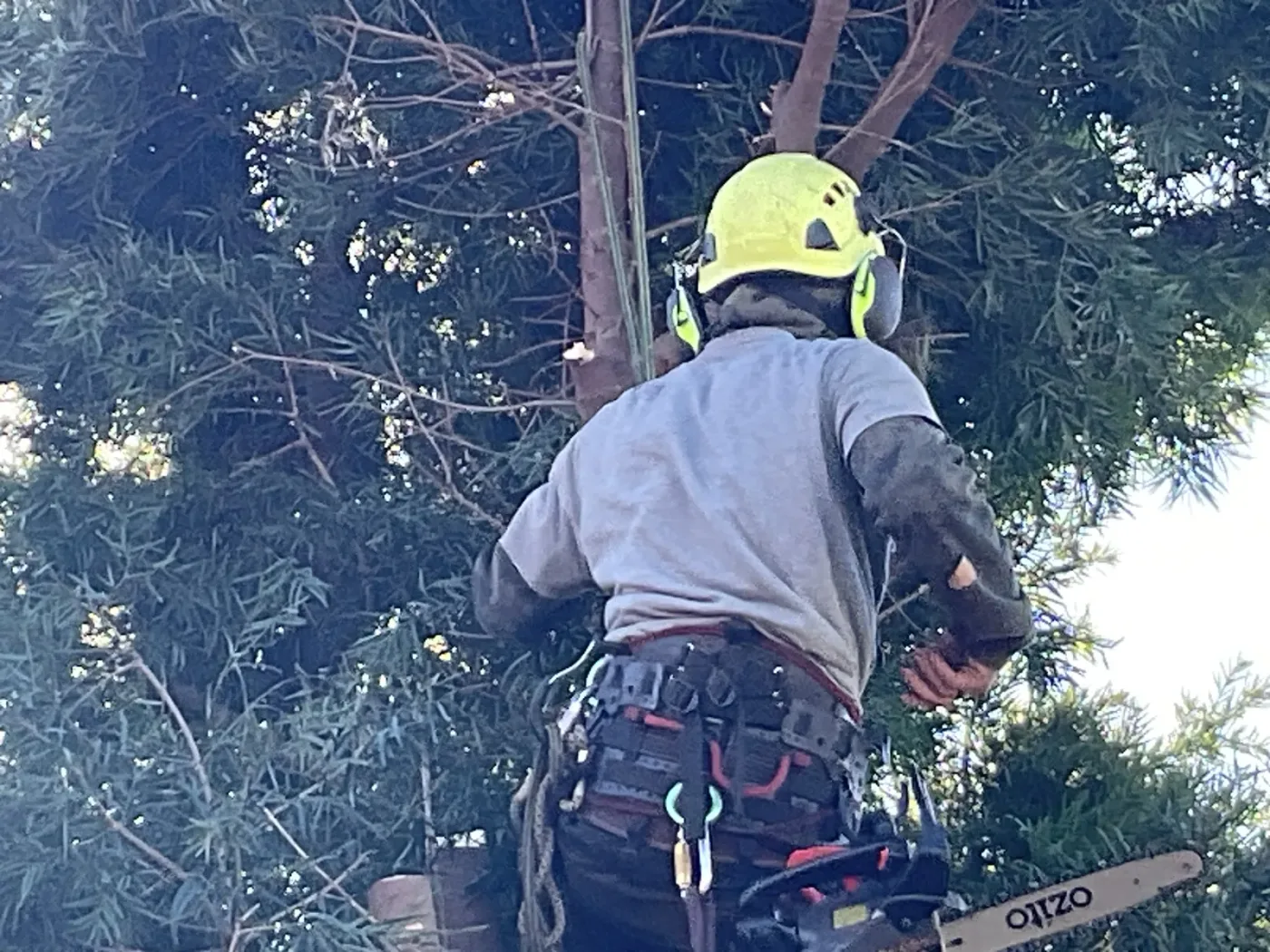 Stump grinding on an Auckland property by A One A Tree Care