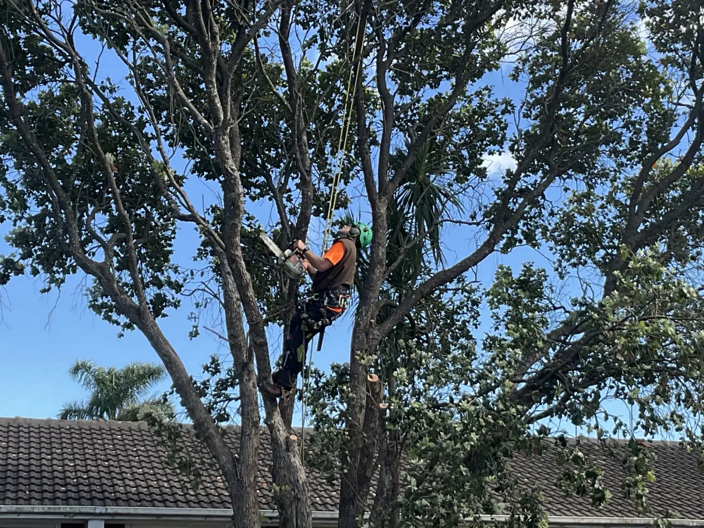 Arborist deadwooding a mature tree from a rope and harness