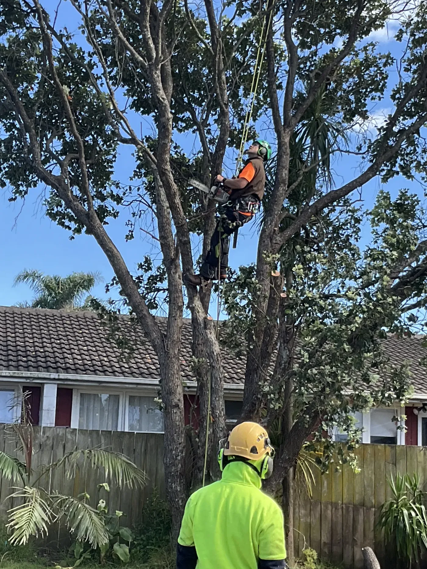 Tree pruning on an Auckland property by A One A Tree Care arborists