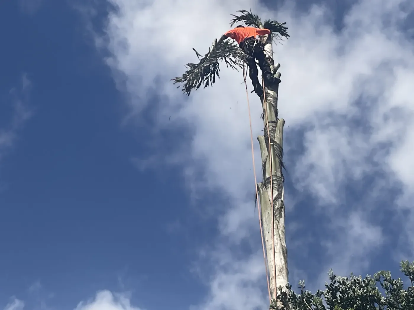 Crown reduction under way on a street-facing tree, cuts placed to seal cleanly