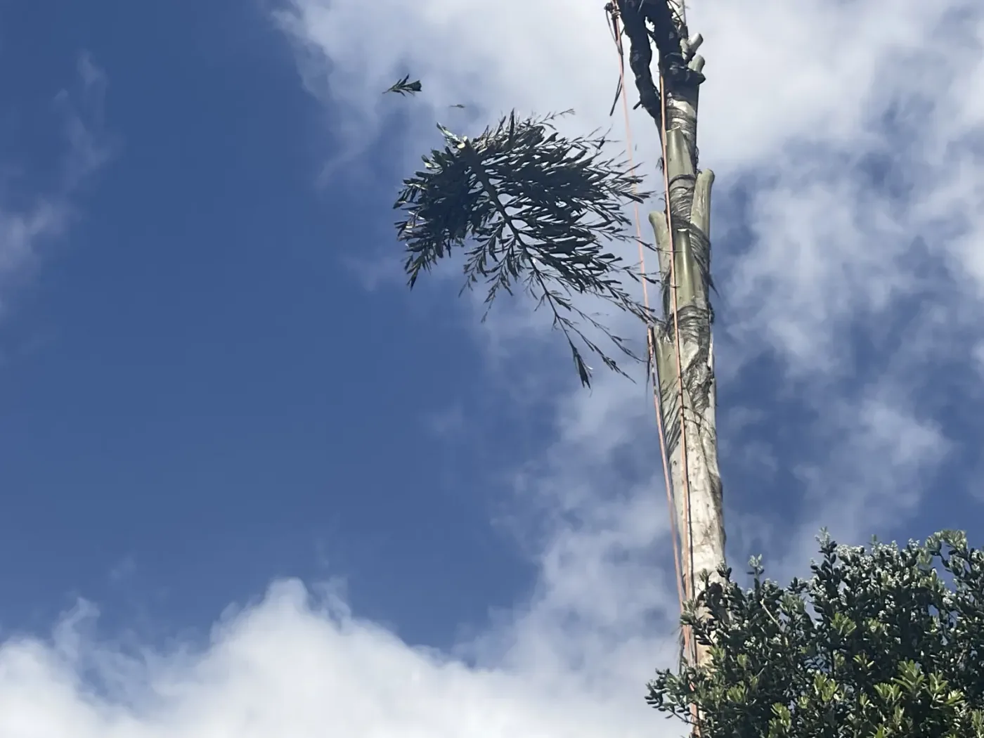 Tree pruning on an Auckland property by A One A Tree Care arborists