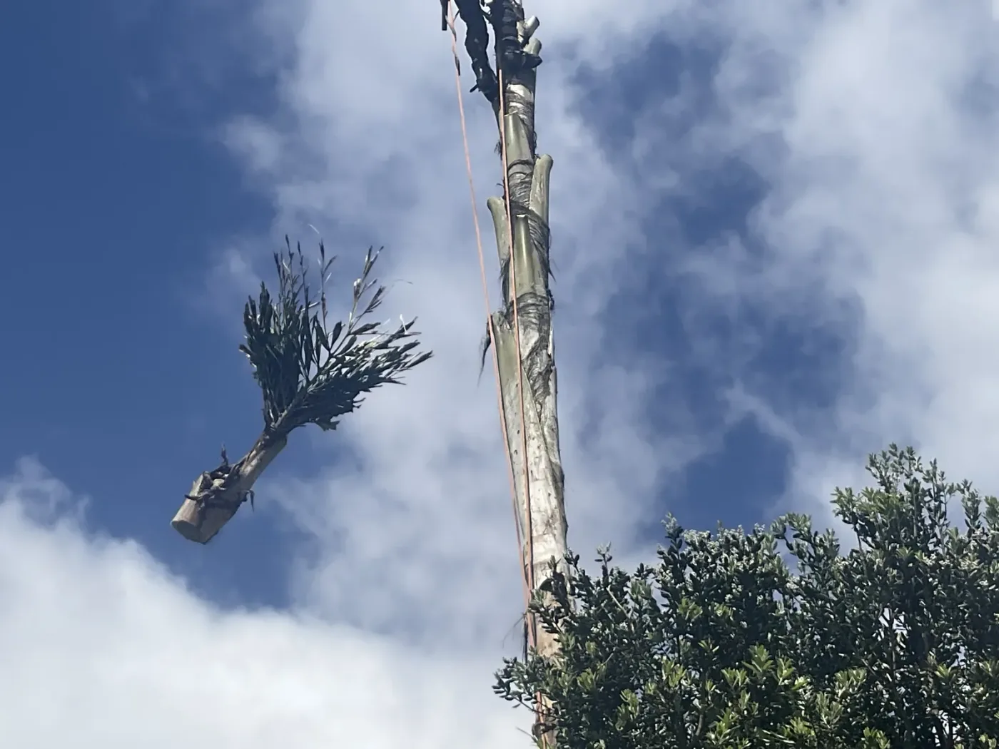 Crown thinning — Light and air opened through the centre of the canopy.