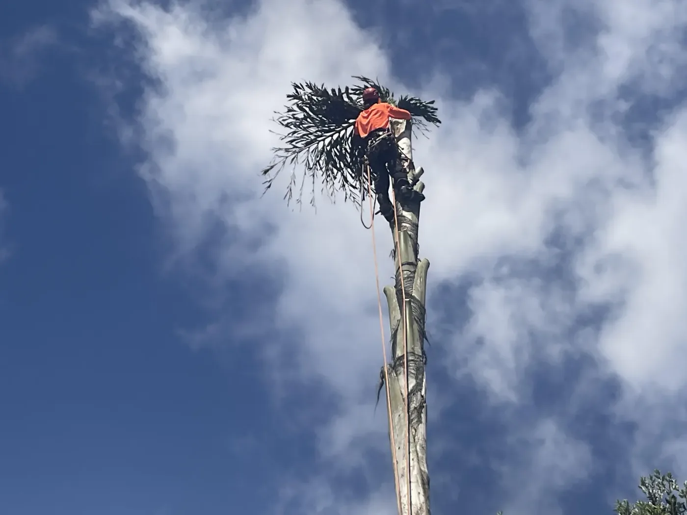 Well-shaped fruit tree after a light maintenance prune