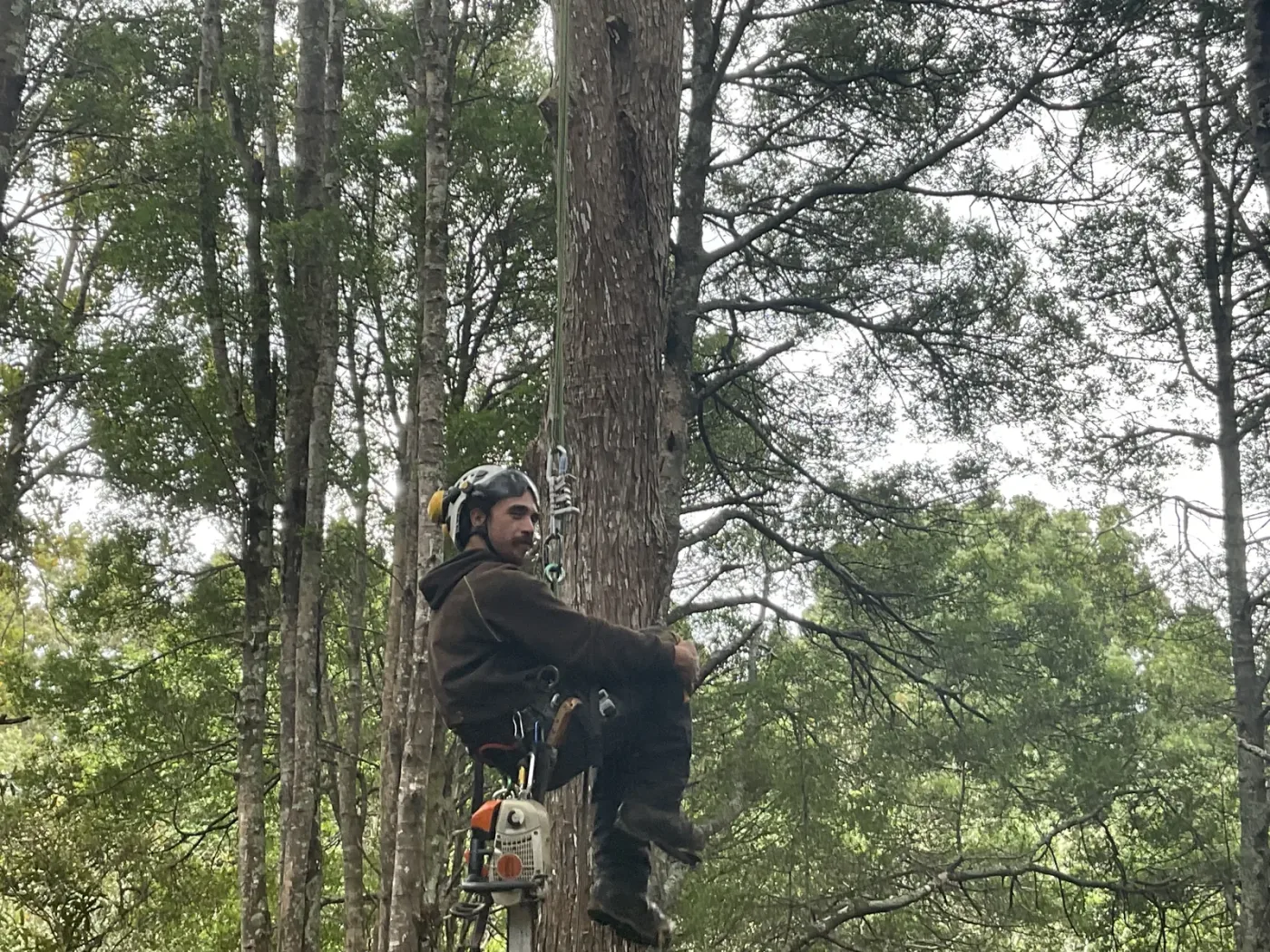 Sectional tree removal in progress on an Auckland residential property