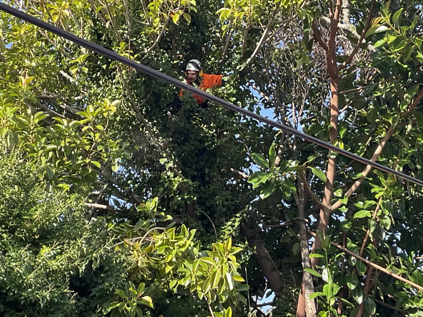 Arborist using rope access to dismantle a large tree in sections beside a house