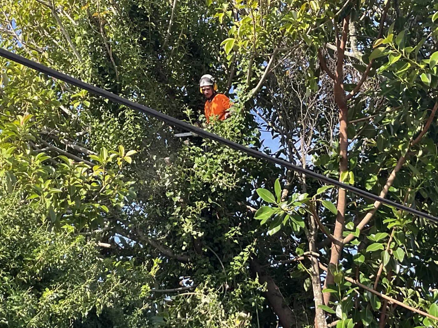 Arborist lowering a cut section of trunk on a rope beside a house