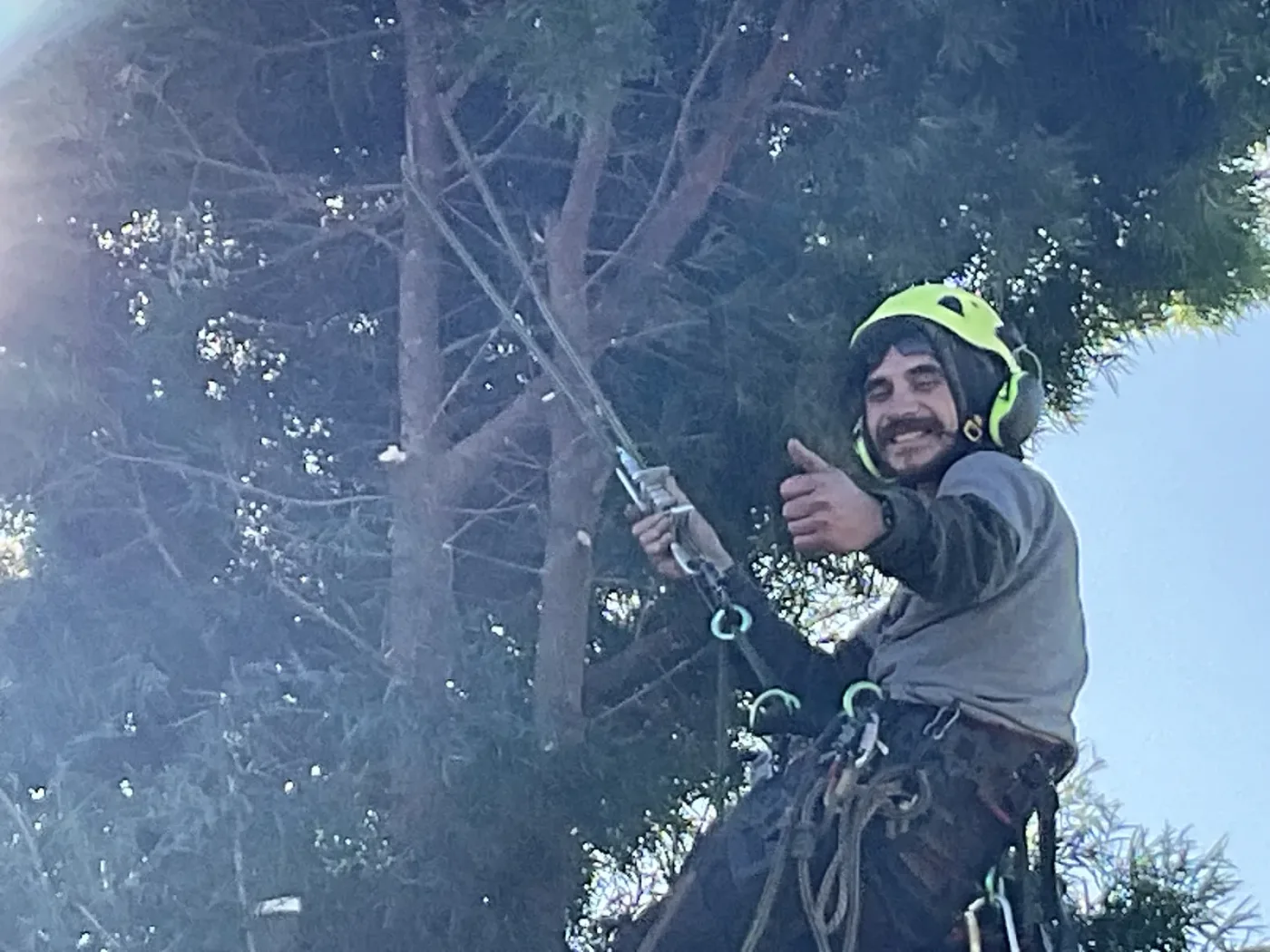 Tree limb lowered on rope to protect the garden beneath