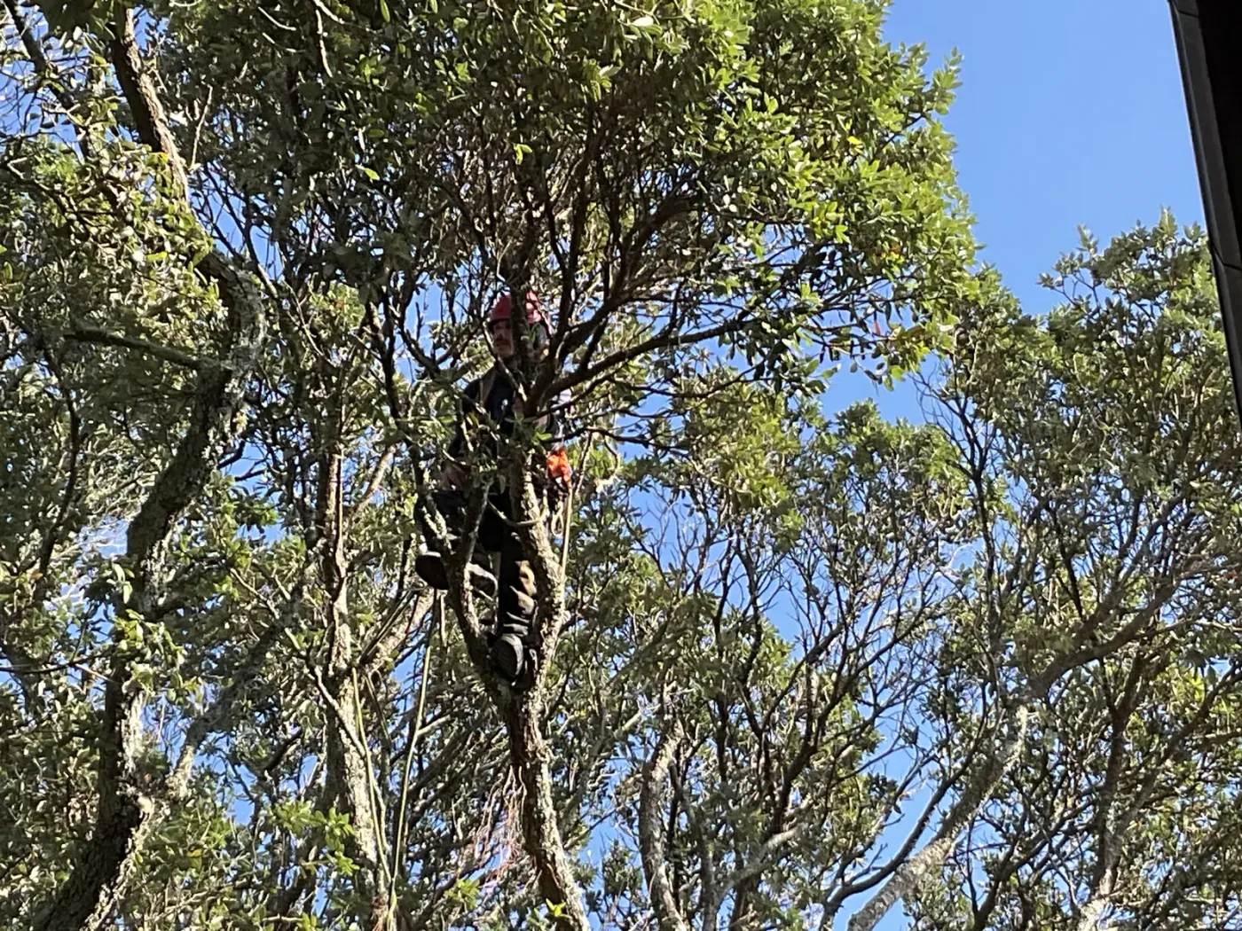 Tree removal on an Auckland property by A One A Tree Care arborists
