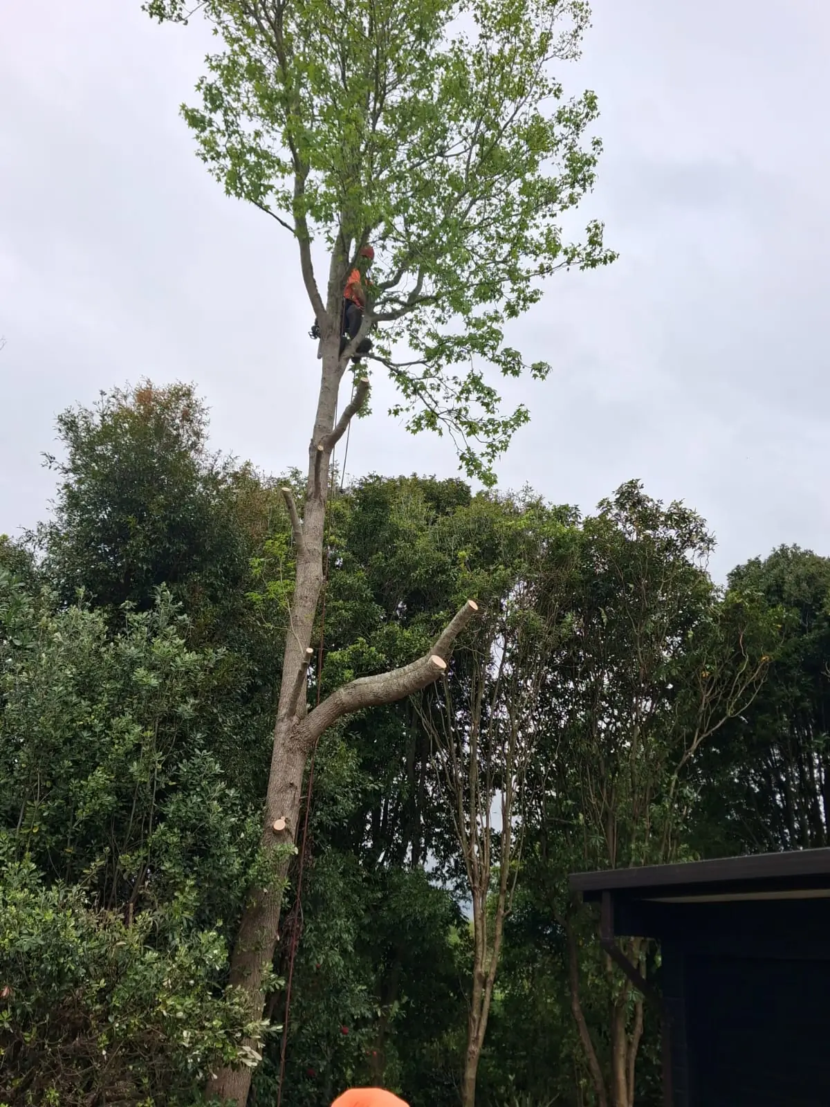 Arborist roped into the canopy cutting the upper limbs during a sectional tree removal on an Auckland property