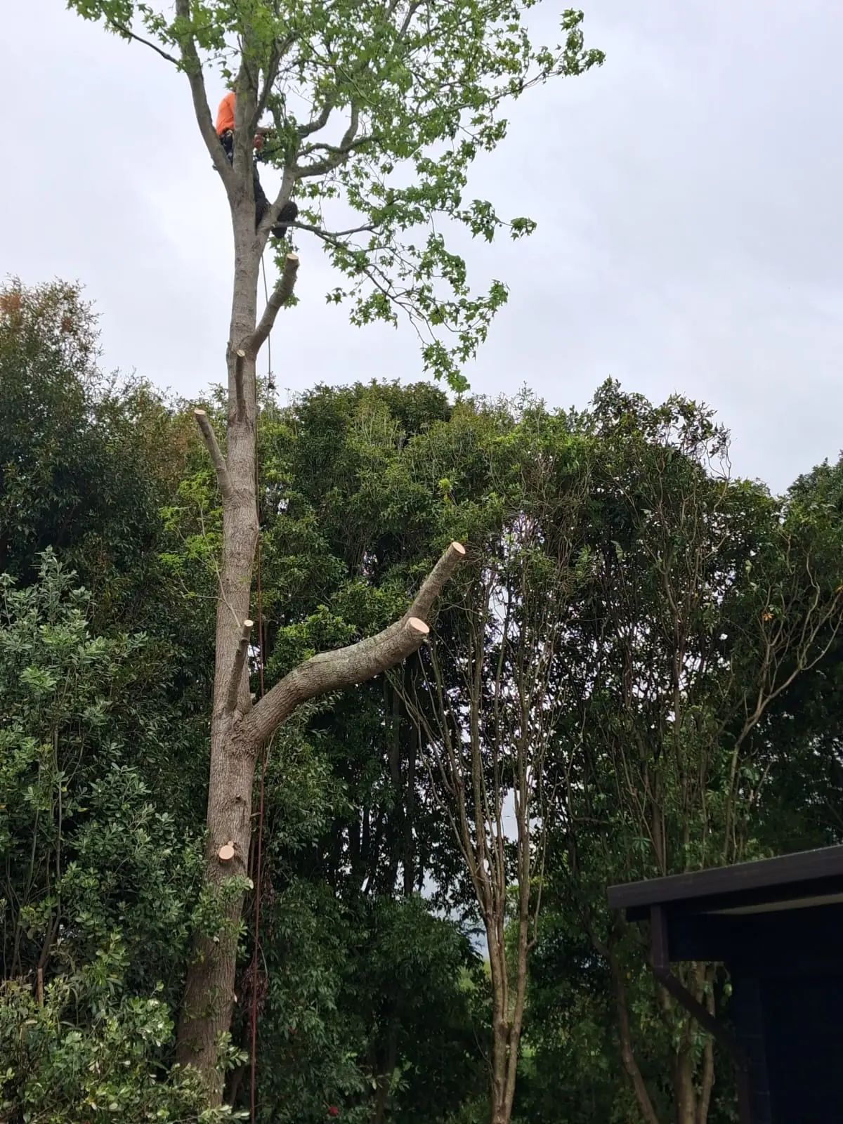 The same tree part way down, with a large lateral limb already cut off close to the trunk