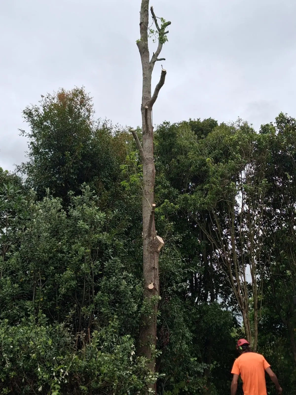 The tree reduced to a bare spar with every limb removed, a groundie working below