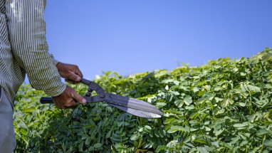 Hedge Trimming Auckland