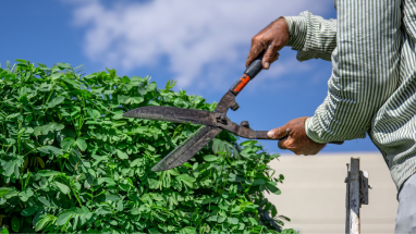 Hedge Trimming & Removal