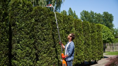 Hedge Removal Auckland