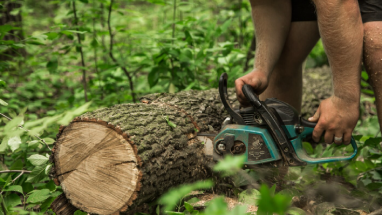 Tree Stump Grinding Auckland