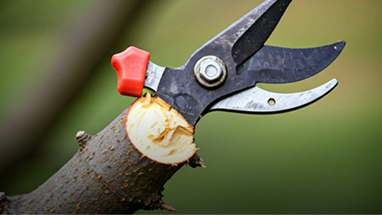 Tree Pruning Auckland