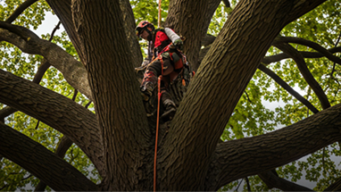 Tree Removal Auckland
