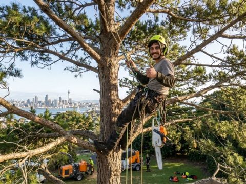 What Is an Arborist and When Should You Hire One